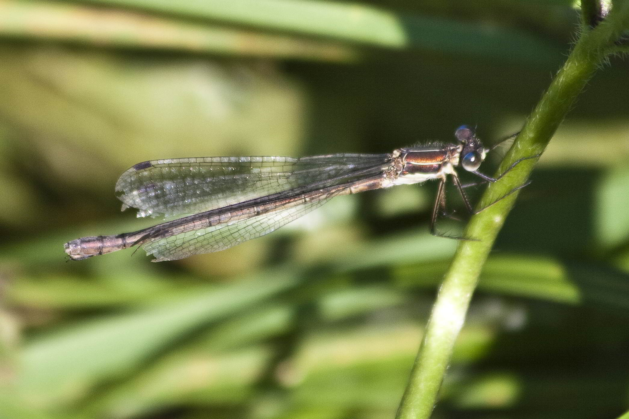 Lestes virens? no, sponsa